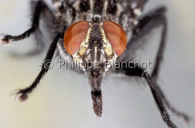 sarcophaga carnaria 2.JPG - Sarcophaga carnaria (Portrait)Mouche à damierFlesh flyDiptera, SarcophagidaeFrance